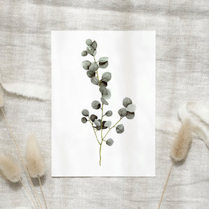POSTKARTE - EUCALYPTUS