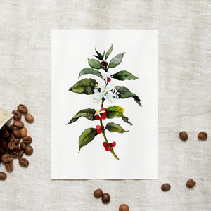 POSTKARTE - COFFEA