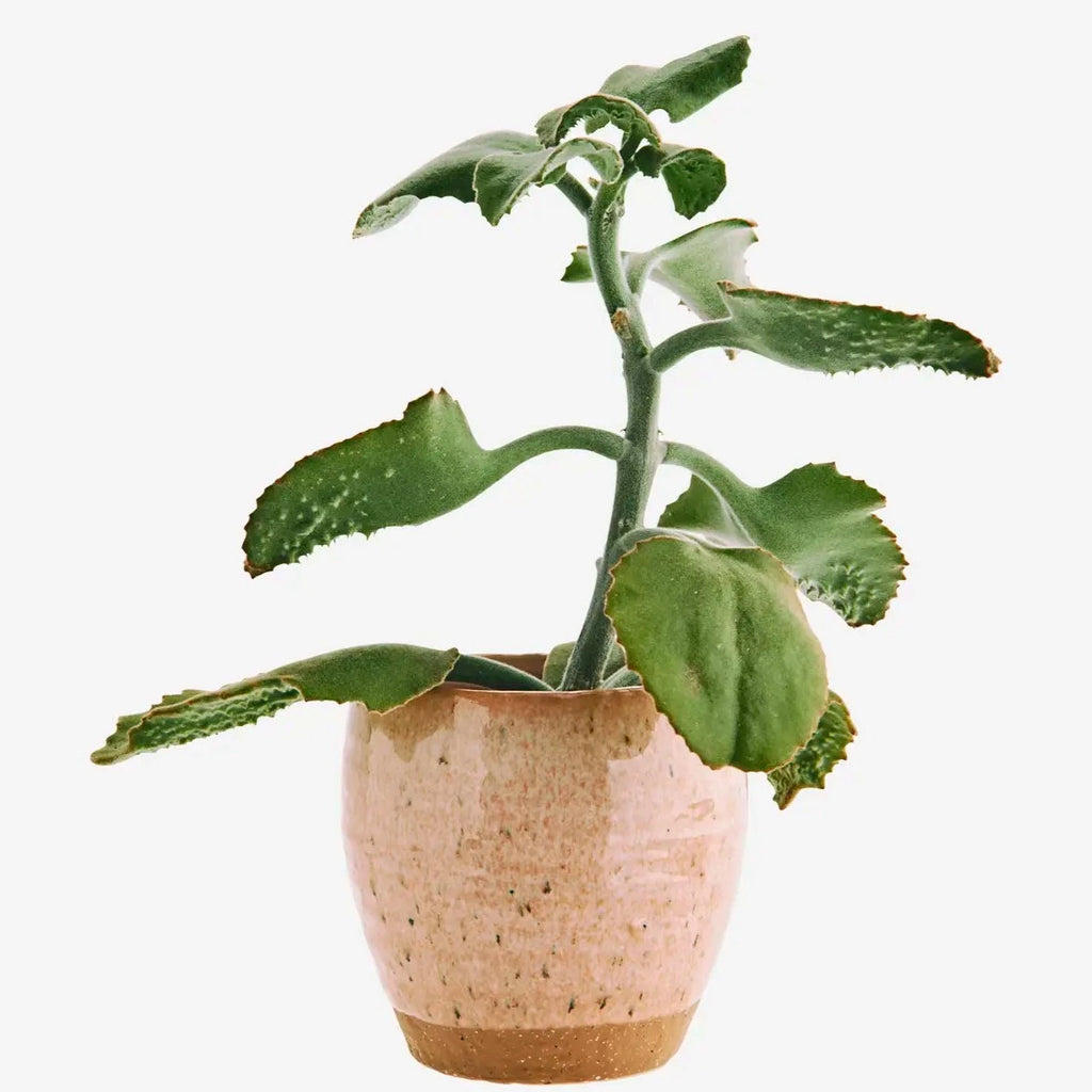 BLUMENTOPF PEACH