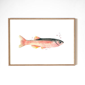 KUNSTDRUCK – ROSE FISH