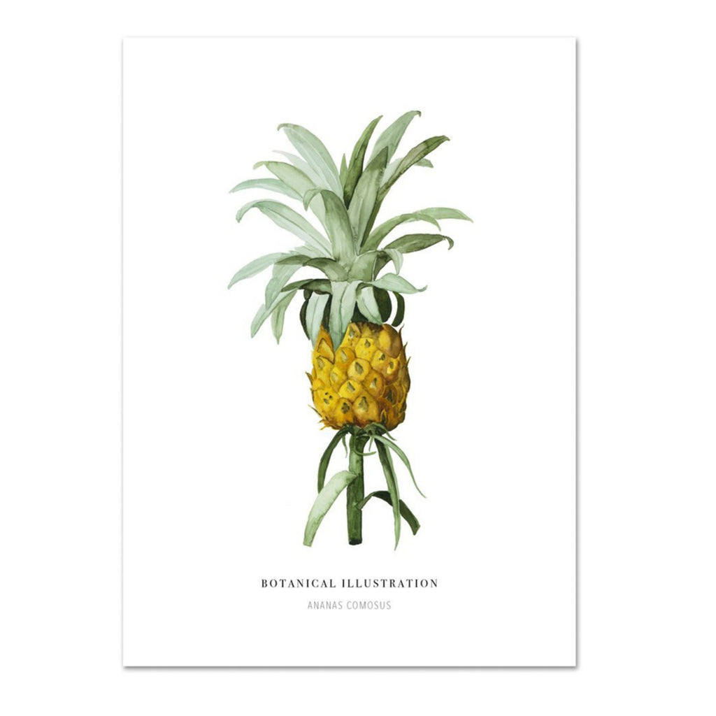 KUNSTDRUCK – ANANAS COMOSUS