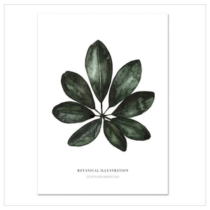 KUNSTDRUCK – SCHEFFLERA ARBORICOLA