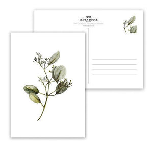 POSTKARTE - EUCALYPTUS WITH BLOSSOMS