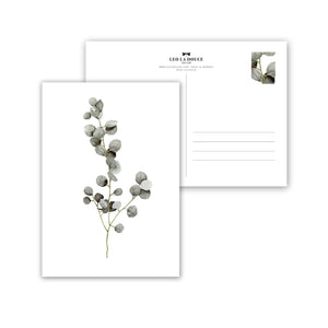 POSTKARTE - EUCALYPTUS